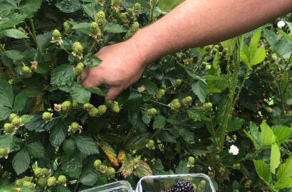 Fazenda para venda em Carvalhos MG