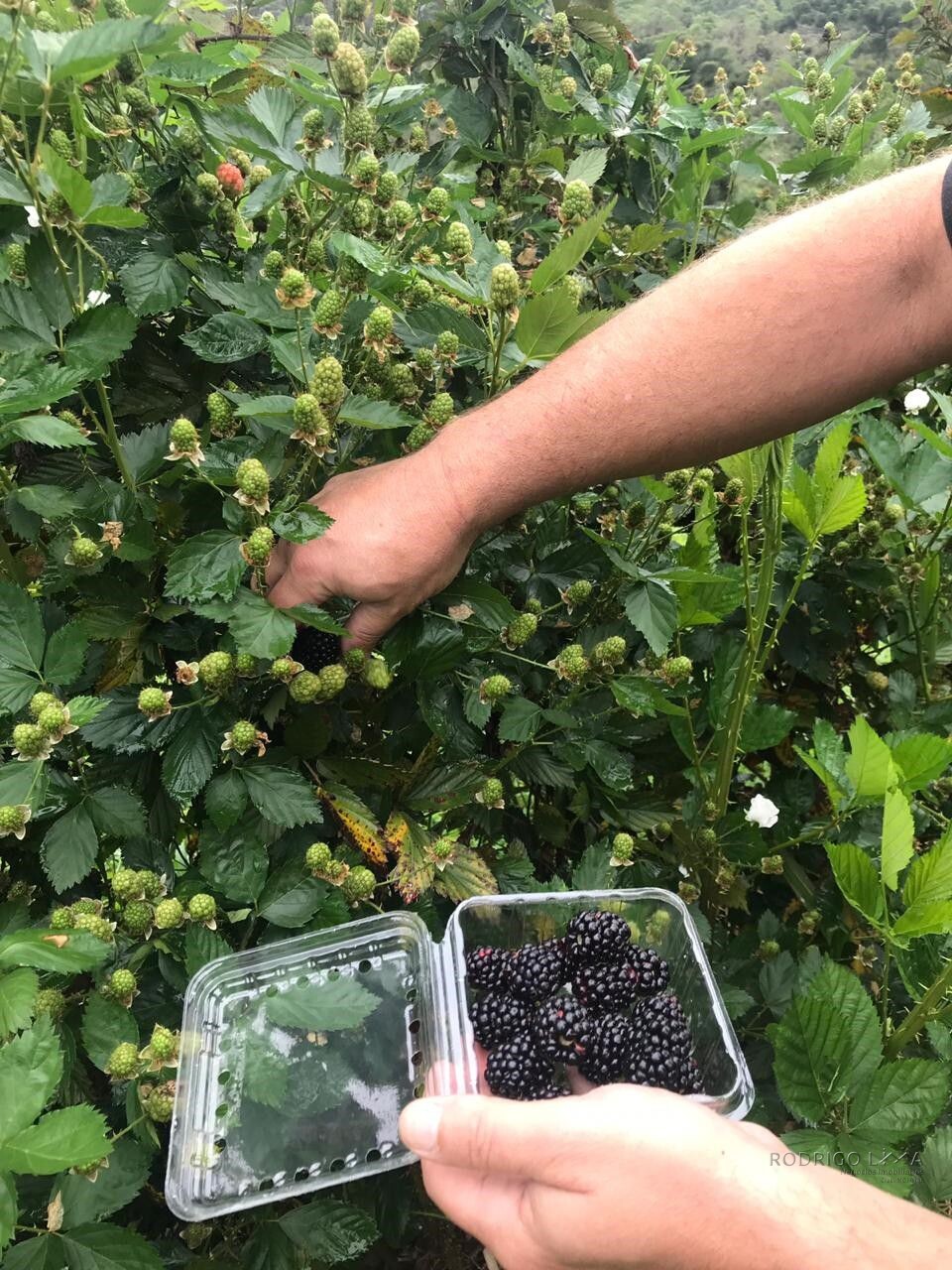 Fazenda para venda em Carvalhos MG