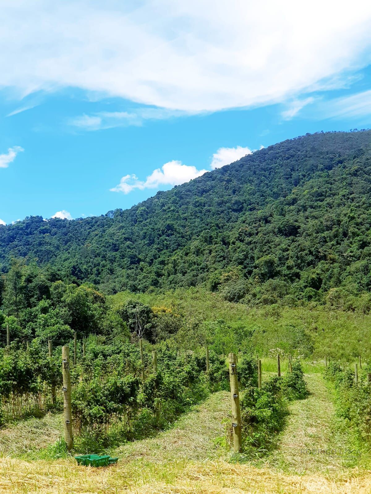 Fazenda para venda em Carvalhos MG