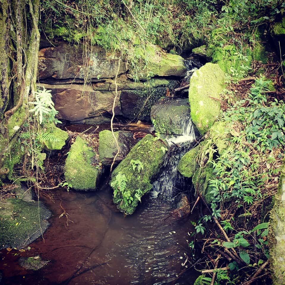 Fazenda para venda em Carvalhos MG
