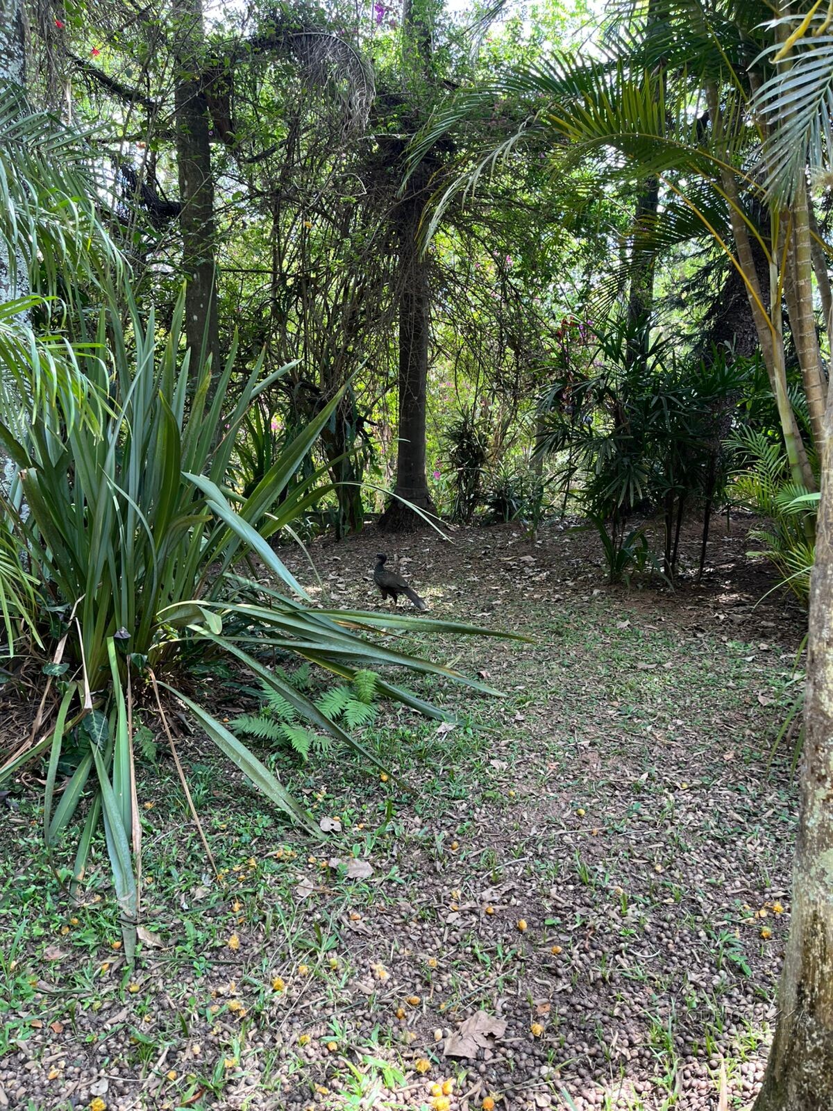 Linda chácara para venda em São Lourenço MG.