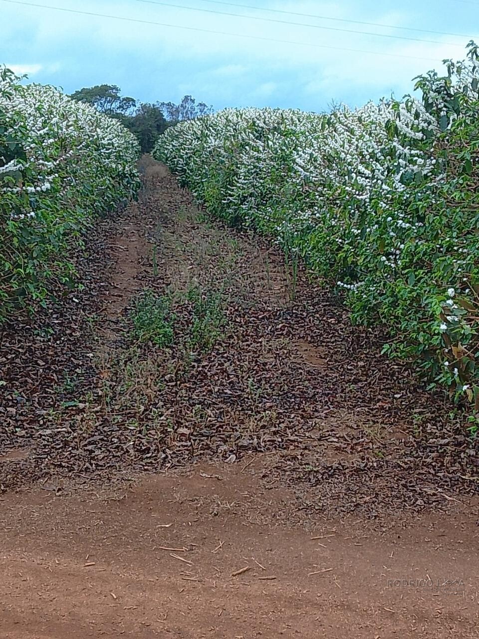 Fazenda para venda na região de Capelinha MG