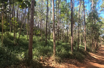 Fazenda para venda na região de Capelinha MG