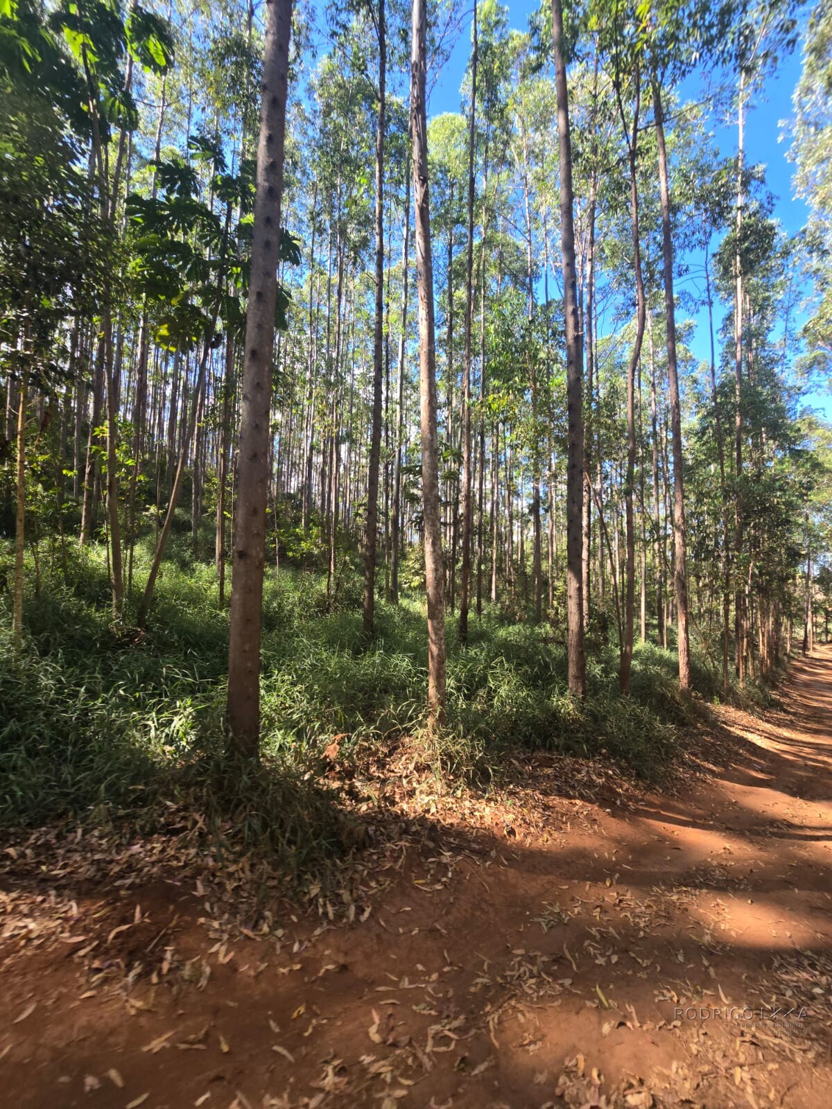 Fazenda para venda na região de Capelinha MG