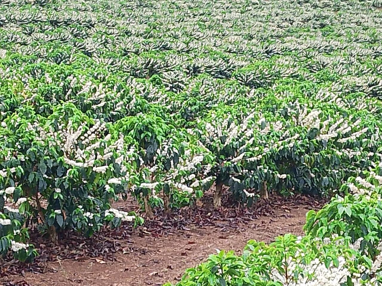 Fazenda para venda na região de Capelinha MG