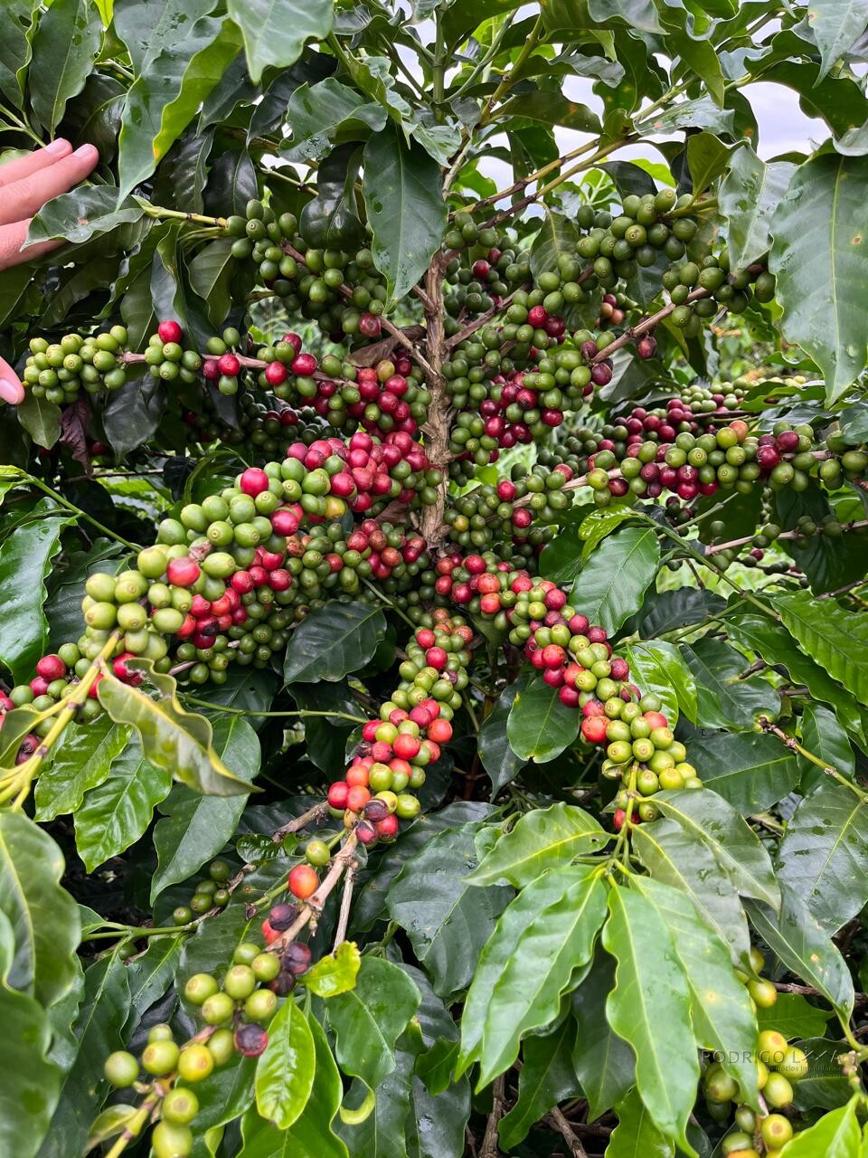 Fazenda para venda em Machado MG