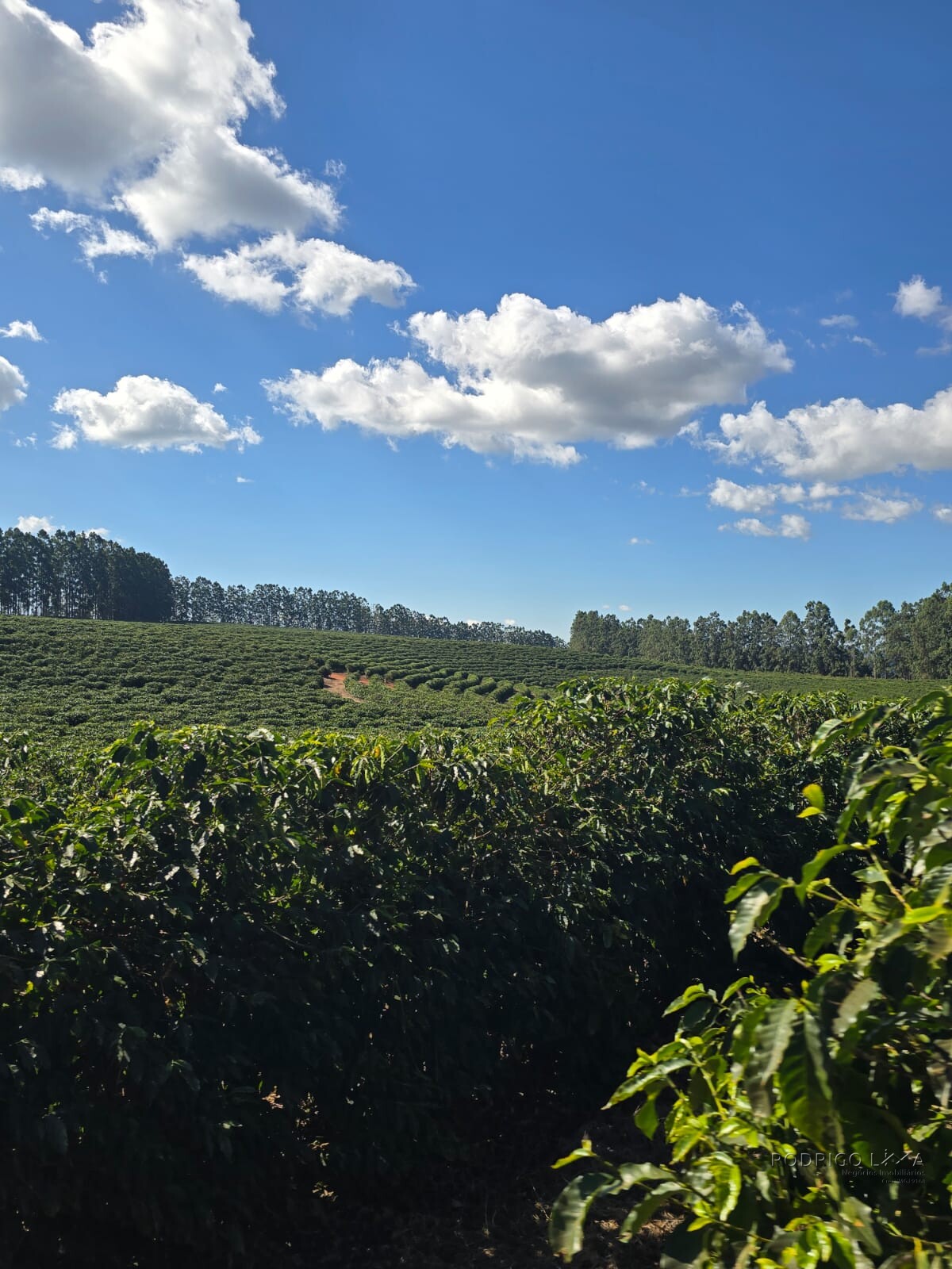 Fazenda para venda na região de Capelinha MG