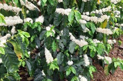 Fazenda para venda na região de Capelinha MG