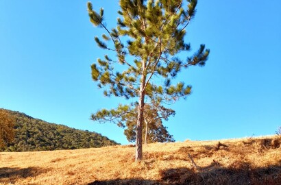 Fazenda para venda na região de  Carvalhos MG