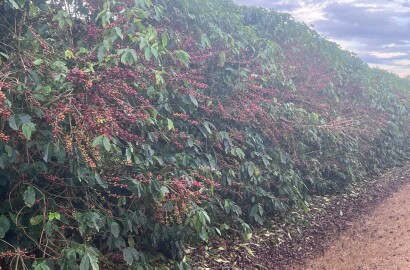 Fazenda para venda em Machado MG