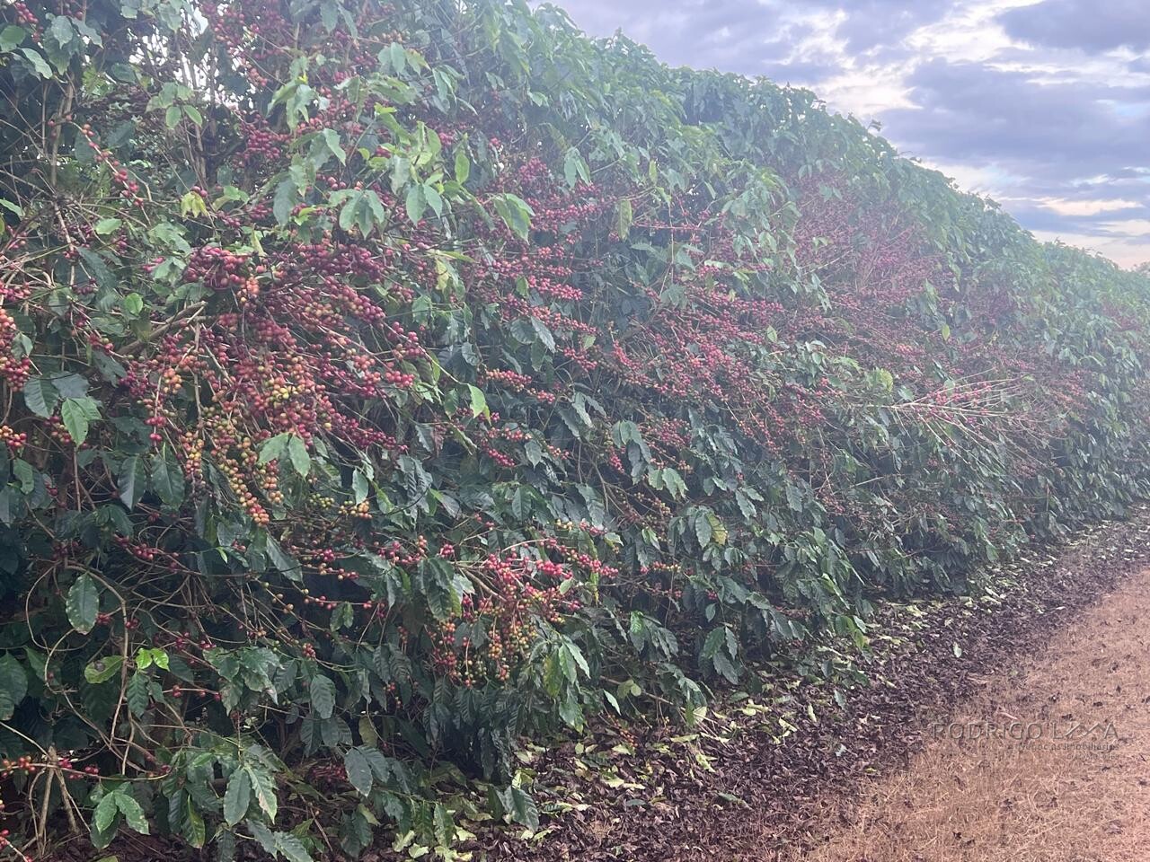 Fazenda para venda em Machado MG