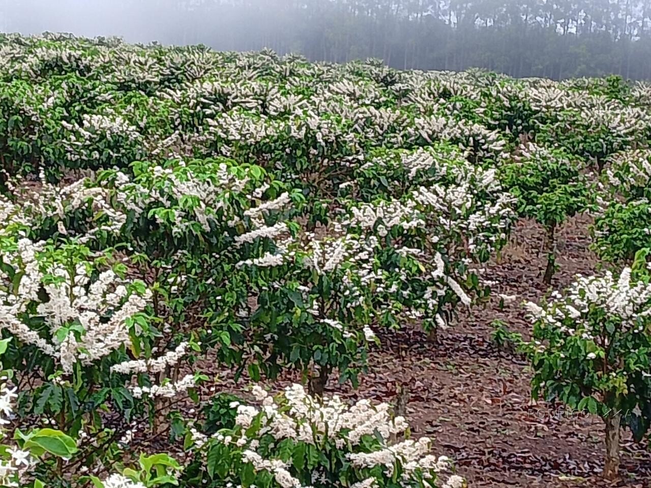 Fazenda para venda na região de Capelinha MG