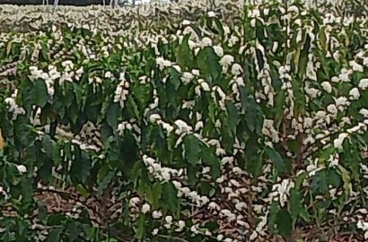 Fazenda para venda na região de Capelinha MG