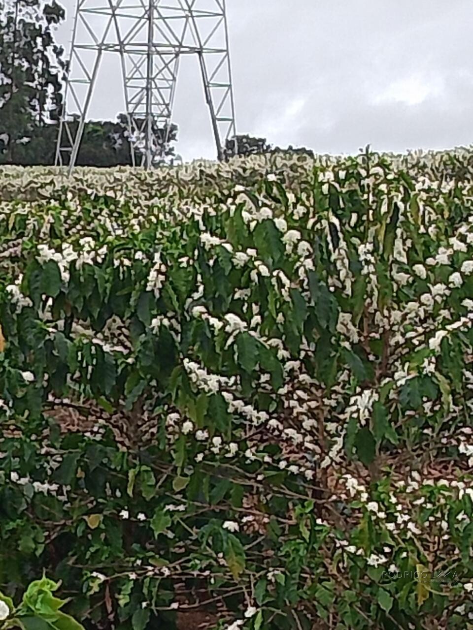 Fazenda para venda na região de Capelinha MG