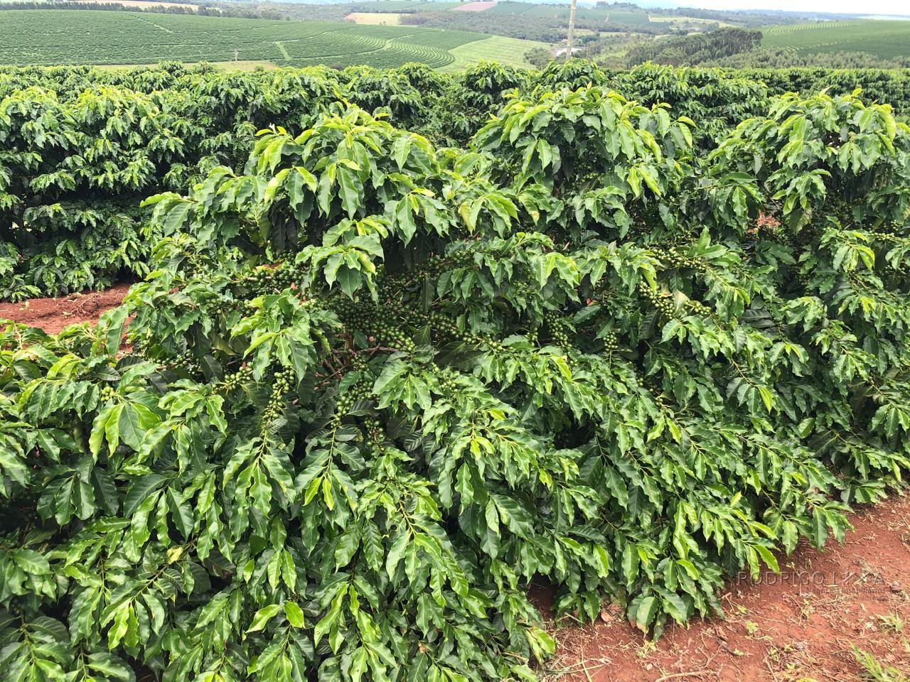 Fazenda para venda em Machado MG