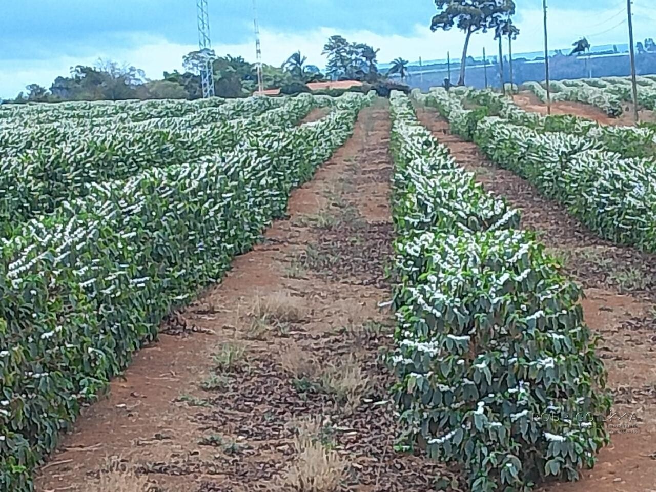 Fazenda para venda na região de Capelinha MG