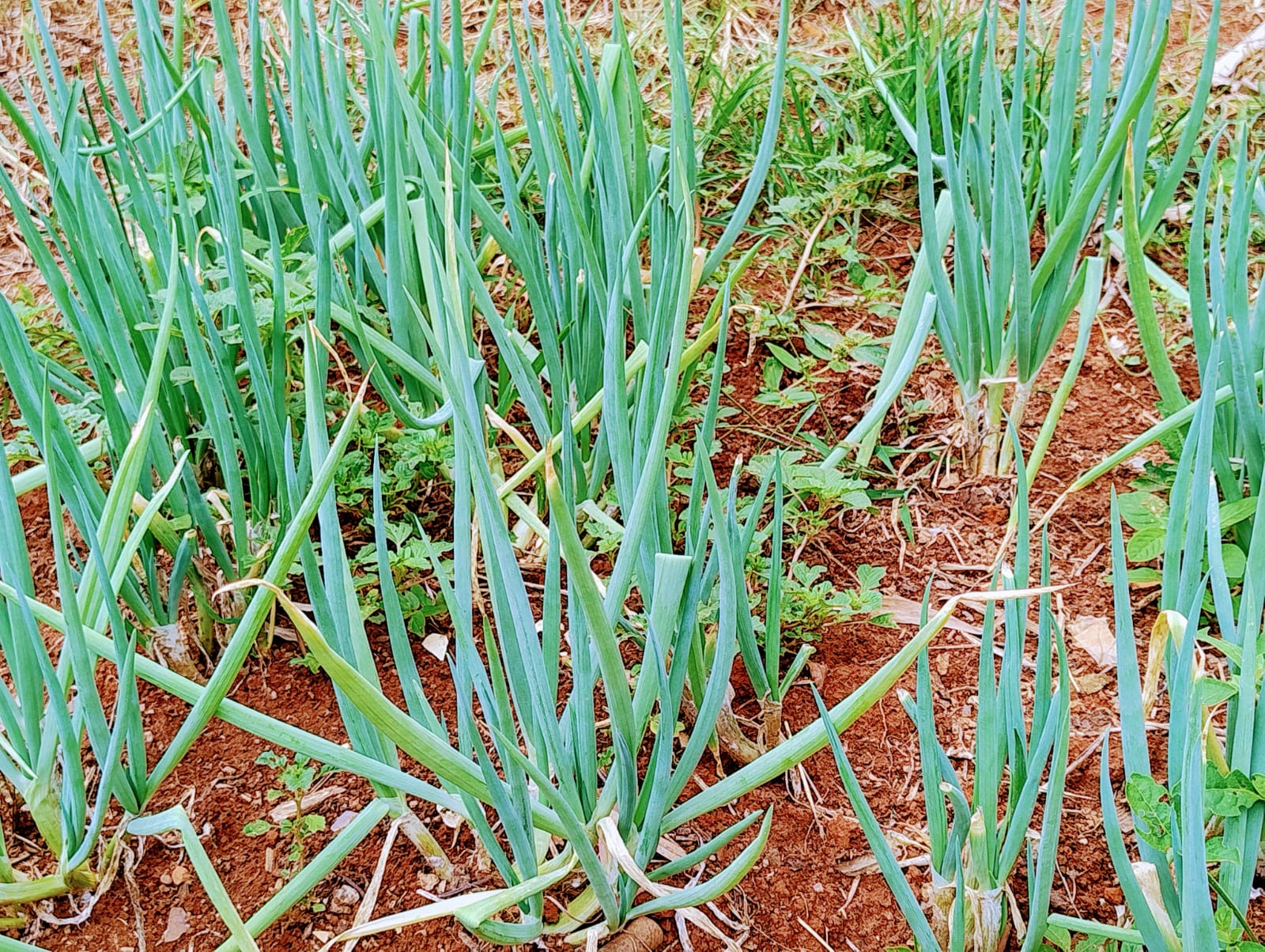 Chácara para venda em Soledade MG