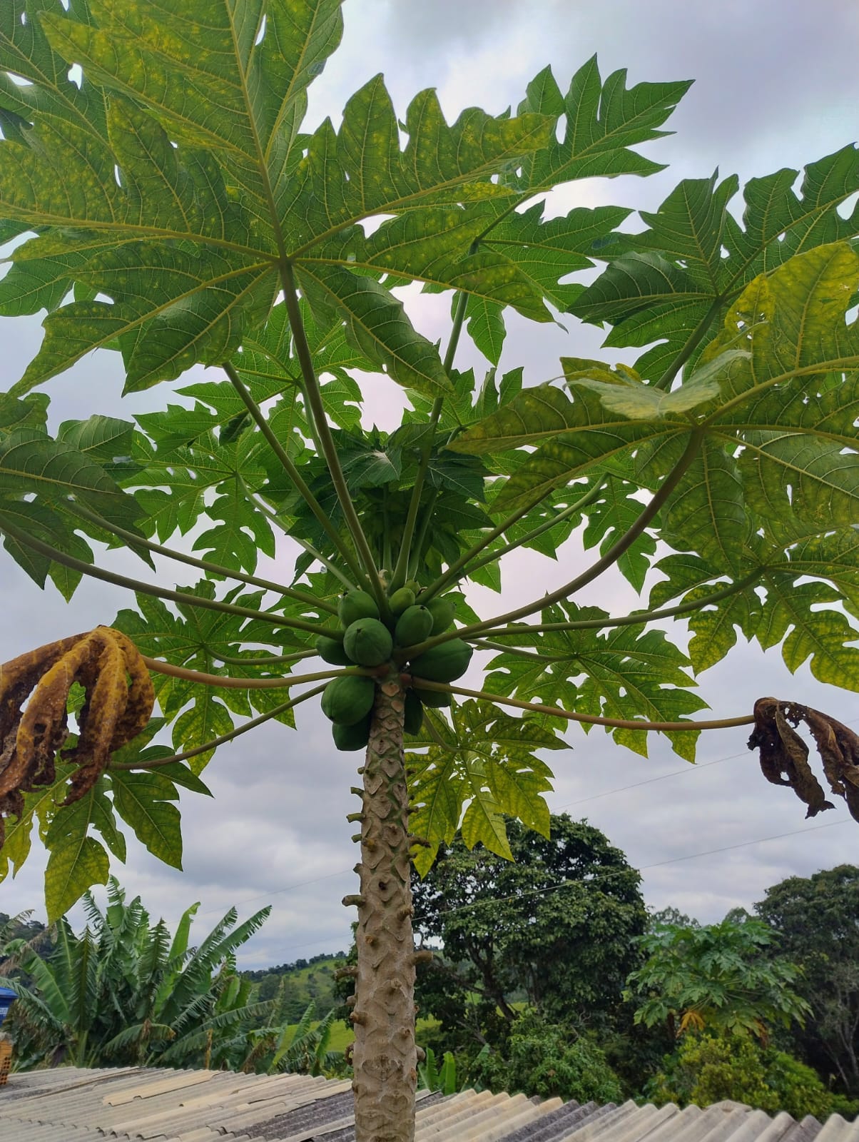 Chácara para venda em Soledade MG