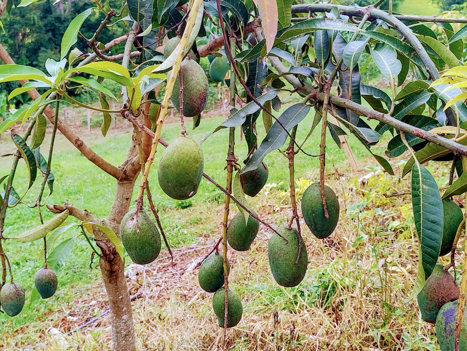 Chácara para venda em Soledade MG