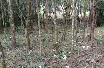 Chácara para chácara a venda em Dom Viçoso - MG.
