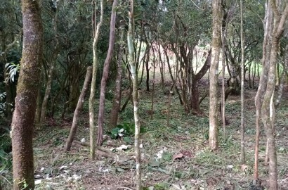 Chácara para chácara a venda em Dom Viçoso - MG.
