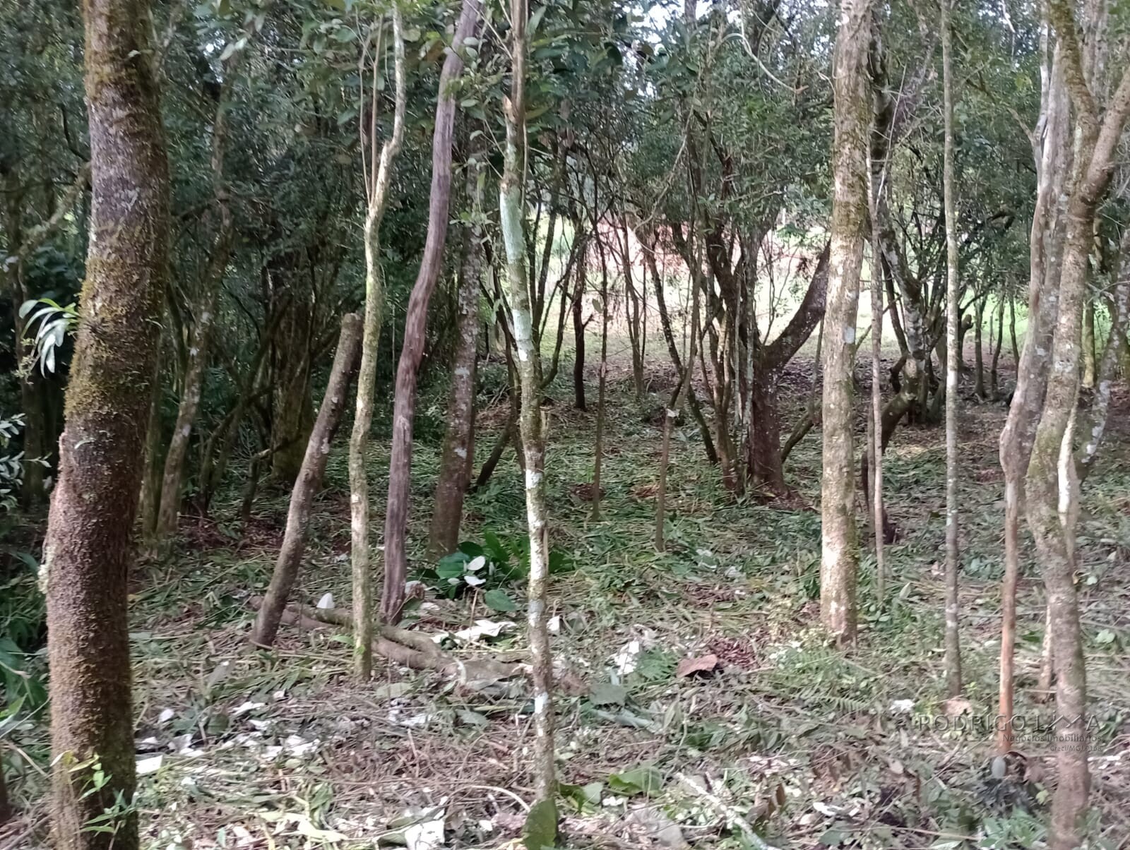 Chácara para chácara a venda em Dom Viçoso - MG.