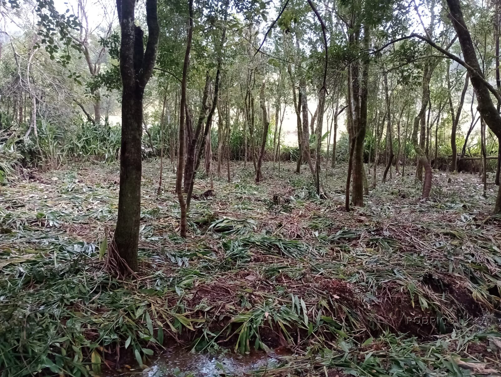 Chácara para chácara a venda em Dom Viçoso - MG.