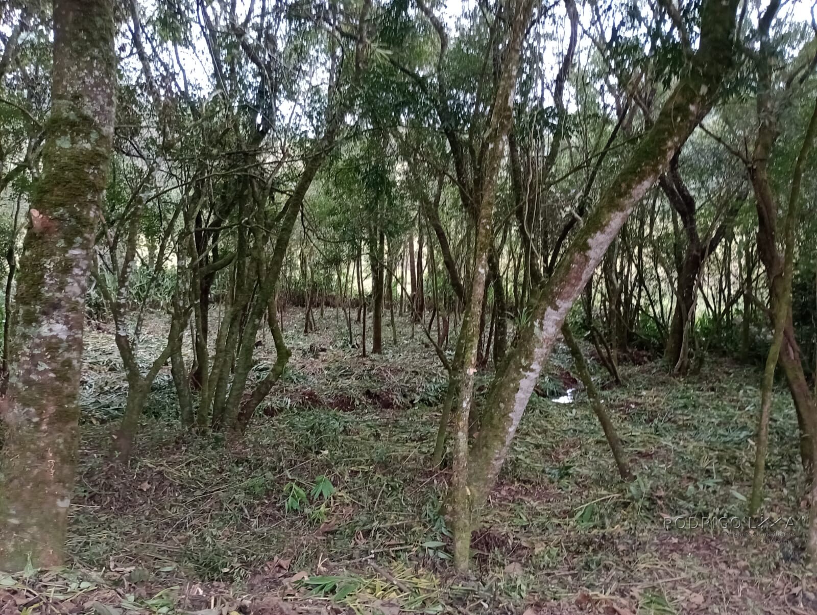 Chácara para chácara a venda em Dom Viçoso - MG.