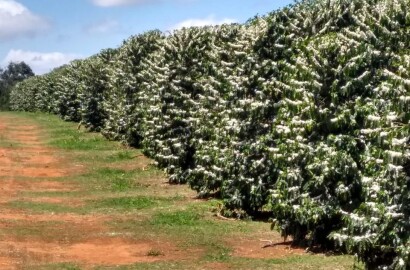 Fazenda para venda em Capelinha MG