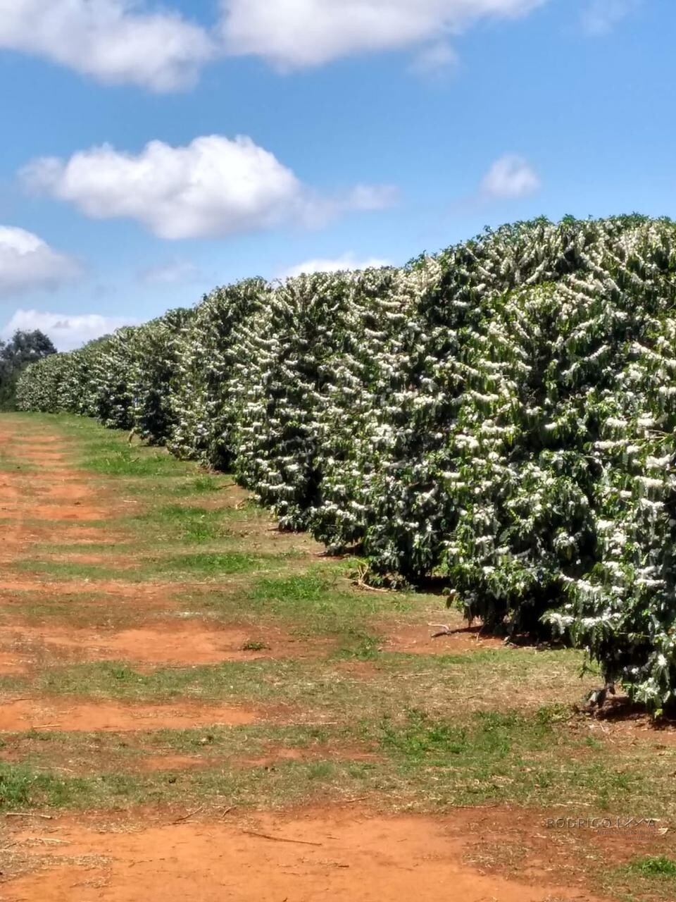 Fazenda para venda em Capelinha MG