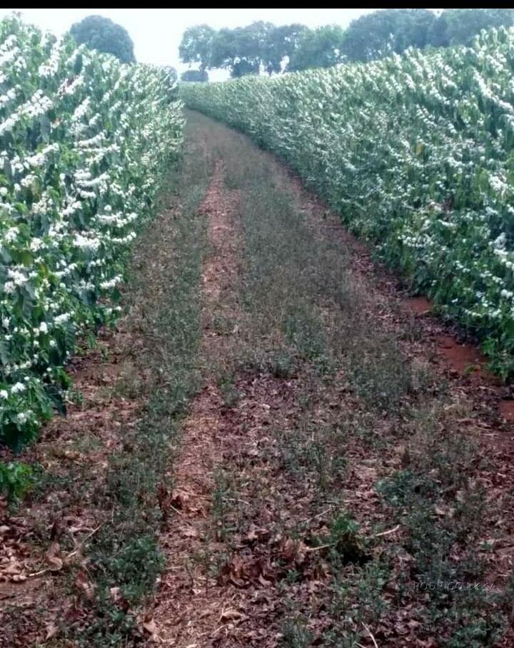 Fazenda para venda em Capelinha MG
