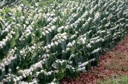 Fazenda para venda em Capelinha MG