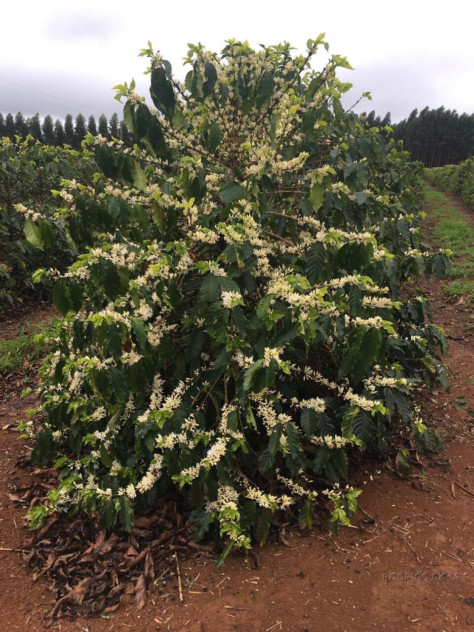 Fazenda para venda em Capelinha MG