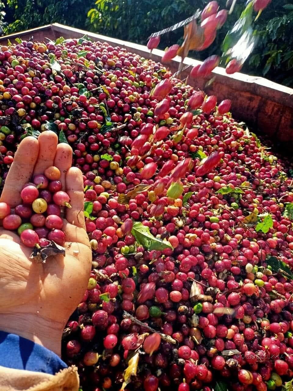 Linda fazenda para venda em Luminárias Mg
