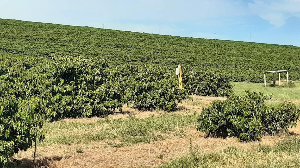 Linda fazenda para venda em Luminárias Mg