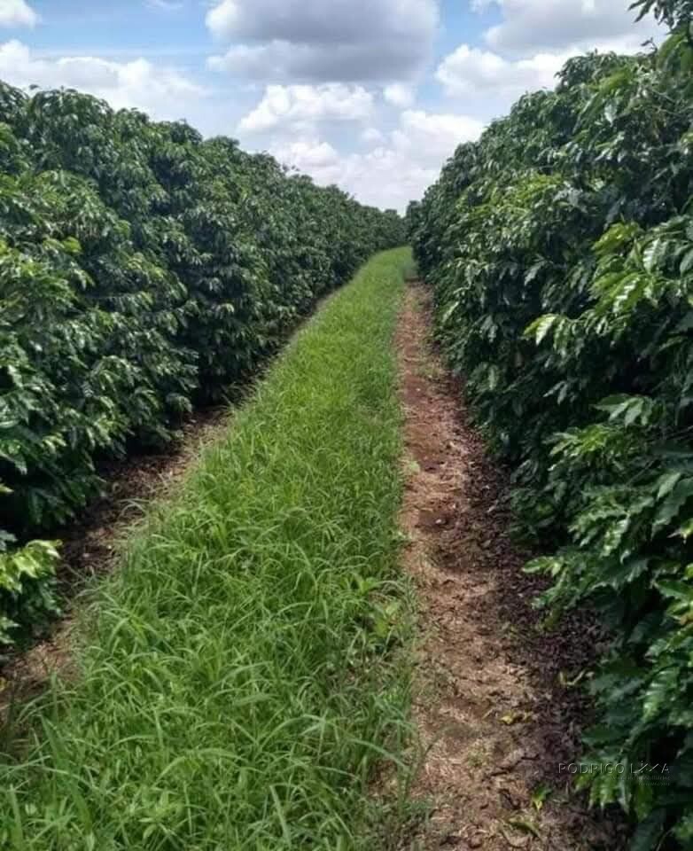 Linda fazenda para venda em Luminárias Mg