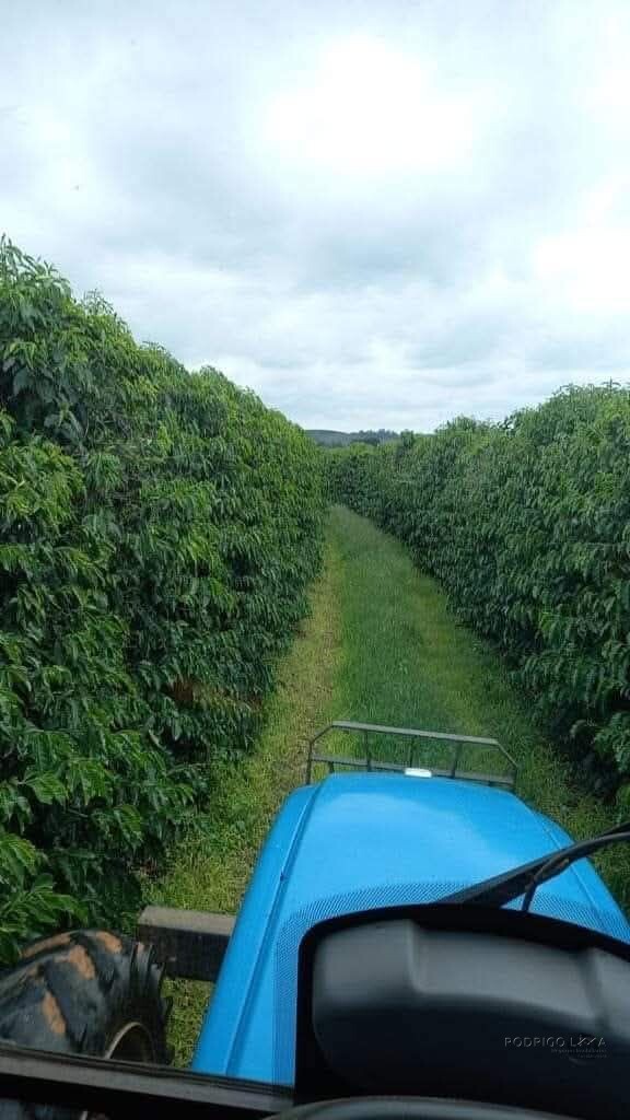 Linda fazenda para venda em Luminárias Mg