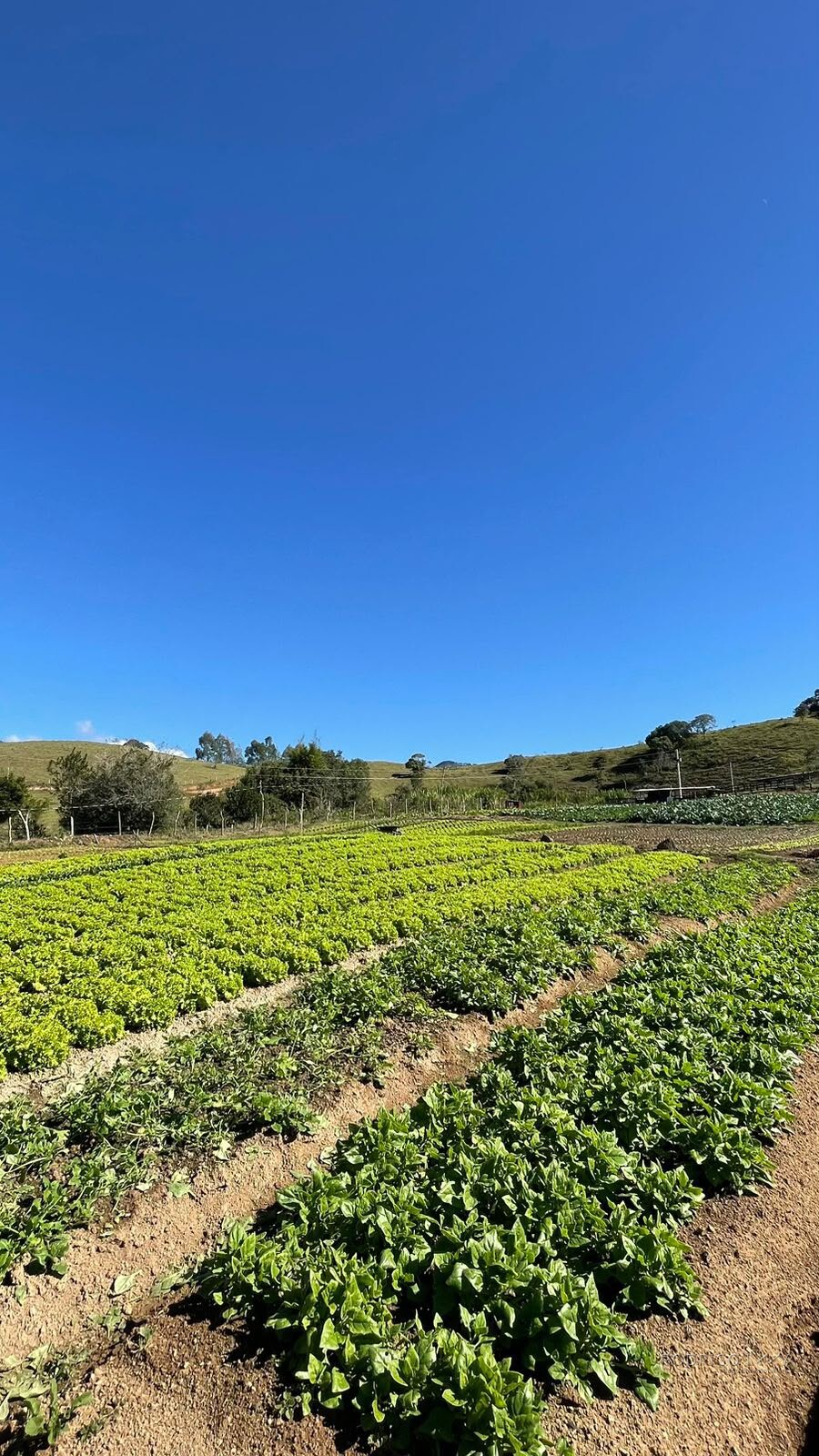 Sítio para venda em Dom Viçoso MG