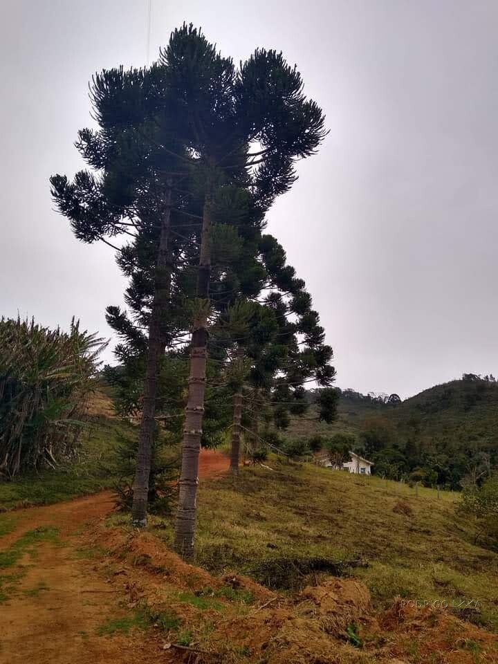 Sítio para venda em Carvalhos MG
