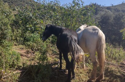 Sítio para venda em Carvalhos MG