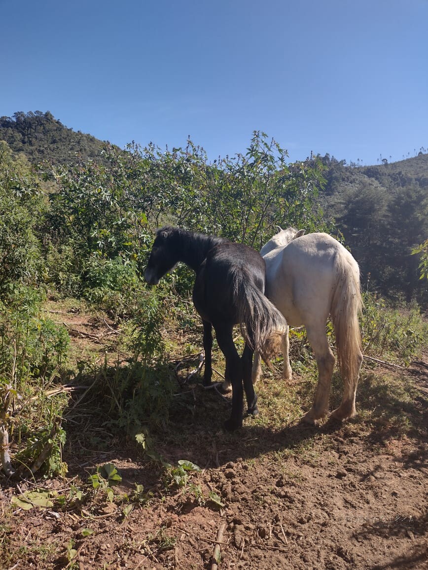 Sítio para venda em Carvalhos MG